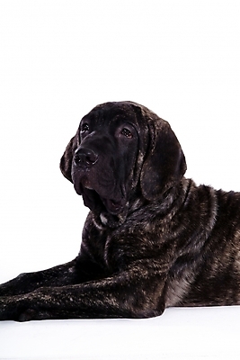 포토 JPG 스튜디오촬영 동물 척추동물 한마리 육지동물 반려견 포유류 사람없음 반려동물 개 강아지 브라질리안가드도그 맹견 반려 힐라 국내포토 1 실내 파일형식