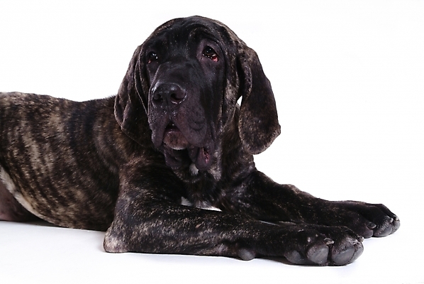 포토 JPG 스튜디오촬영 동물 척추동물 한마리 육지동물 반려견 포유류 사람없음 반려동물 개 강아지 브라질리안가드도그 맹견 반려 힐라 국내포토 1 실내 파일형식