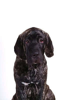 포토 JPG 스튜디오촬영 동물 척추동물 한마리 육지동물 반려견 포유류 사람없음 반려동물 개 강아지 브라질리안가드도그 맹견 반려 힐라 국내포토 1 실내 파일형식