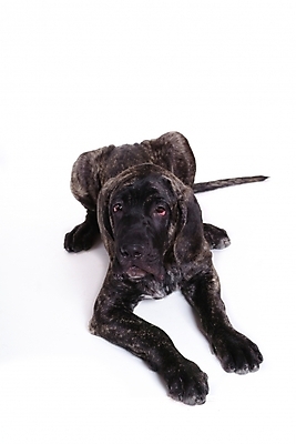 포토 JPG 스튜디오촬영 동물 척추동물 한마리 육지동물 반려견 포유류 사람없음 반려동물 개 강아지 브라질리안가드도그 맹견 반려 힐라 국내포토 1 실내 파일형식