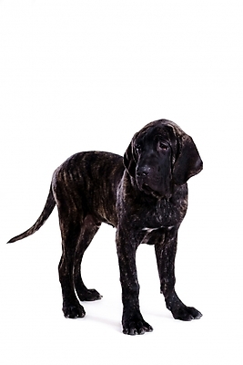 포토 JPG 스튜디오촬영 동물 척추동물 한마리 육지동물 반려견 포유류 사람없음 반려동물 개 강아지 브라질리안가드도그 맹견 반려 힐라 국내포토 1 실내 파일형식