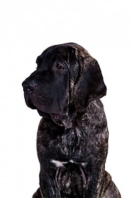 포토 JPG 스튜디오촬영 동물 척추동물 한마리 육지동물 반려견 포유류 사람없음 반려동물 개 강아지 브라질리안가드도그 맹견 반려 힐라 국내포토 1 실내 파일형식