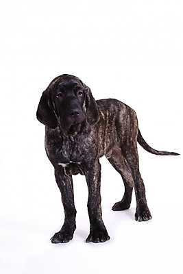 포토 JPG 스튜디오촬영 동물 척추동물 한마리 육지동물 반려견 포유류 사람없음 반려동물 개 강아지 브라질리안가드도그 맹견 반려 힐라 국내포토 1 실내 파일형식