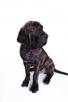 포토 JPG 스튜디오촬영 동물 척추동물 한마리 육지동물 반려견 포유류 사람없음 반려동물 개 강아지 브라질리안가드도그 맹견 반려 힐라 국내포토 1 실내 파일형식