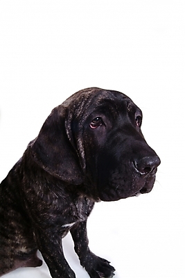 포토 JPG 스튜디오촬영 동물 척추동물 한마리 육지동물 반려견 포유류 사람없음 반려동물 개 강아지 브라질리안가드도그 맹견 반려 힐라 국내포토 1 실내 파일형식