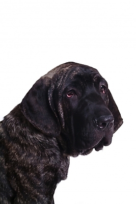 포토 JPG 스튜디오촬영 동물 척추동물 한마리 육지동물 반려견 포유류 사람없음 반려동물 개 강아지 브라질리안가드도그 맹견 반려 힐라 국내포토 1 실내 파일형식