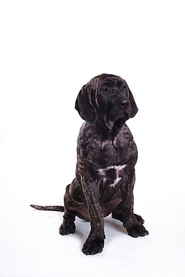 포토 JPG 스튜디오촬영 동물 척추동물 한마리 육지동물 반려견 포유류 사람없음 반려동물 개 강아지 브라질리안가드도그 맹견 반려 힐라 국내포토 1 실내 파일형식