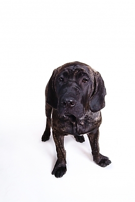 포토 JPG 스튜디오촬영 동물 척추동물 한마리 육지동물 반려견 포유류 사람없음 반려동물 개 강아지 브라질리안가드도그 맹견 반려 힐라 국내포토 1 실내 파일형식