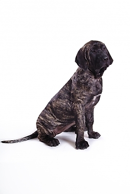 포토 JPG 스튜디오촬영 동물 척추동물 한마리 육지동물 반려견 포유류 사람없음 반려동물 개 강아지 브라질리안가드도그 맹견 반려 힐라 국내포토 1 실내 파일형식