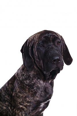 포토 JPG 스튜디오촬영 동물 척추동물 한마리 육지동물 반려견 포유류 사람없음 반려동물 개 강아지 브라질리안가드도그 맹견 반려 힐라 국내포토 1 실내 파일형식