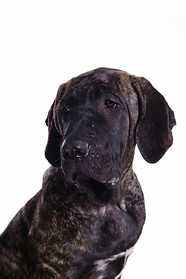 포토 JPG 스튜디오촬영 동물 척추동물 한마리 육지동물 반려견 포유류 사람없음 반려동물 개 강아지 브라질리안가드도그 맹견 반려 힐라 국내포토 1 실내 파일형식