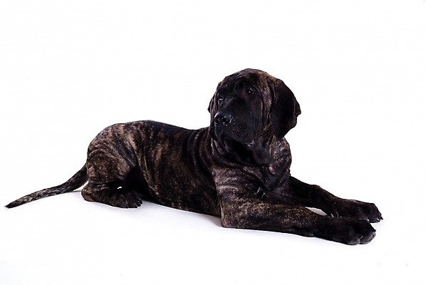 포토 JPG 스튜디오촬영 동물 척추동물 한마리 육지동물 반려견 포유류 사람없음 반려동물 개 강아지 브라질리안가드도그 맹견 반려 힐라 국내포토 1 실내 파일형식