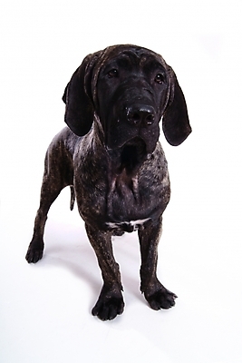 포토 JPG 스튜디오촬영 동물 척추동물 한마리 육지동물 반려견 포유류 사람없음 반려동물 개 강아지 브라질리안가드도그 맹견 반려 힐라 국내포토 1 실내 파일형식