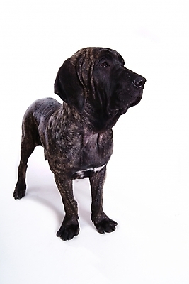 포토 JPG 스튜디오촬영 동물 척추동물 한마리 육지동물 반려견 포유류 사람없음 반려동물 개 강아지 브라질리안가드도그 맹견 반려 힐라 국내포토 1 실내 파일형식