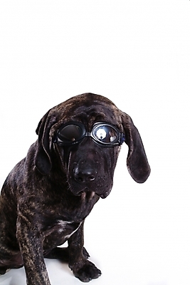 포토 JPG 스튜디오촬영 동물 척추동물 한마리 육지동물 반려견 안경 포유류 사람없음 반려동물 개 강아지 브라질리안가드도그 맹견 반려 힐라 국내포토 1 잡화 실내 파일형식