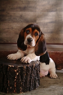 포토 JPG 나무 식물 동물 척추동물 한마리 육지동물 반려견 포유류 실내 사람없음 반려동물 개 강아지 사냥개 하운드 바셋하운드 반려 국내포토 1 내부 파일형식