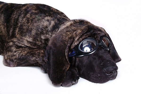 포토 JPG 스튜디오촬영 동물 척추동물 한마리 육지동물 반려견 안경 포유류 사람없음 반려동물 개 강아지 브라질리안가드도그 맹견 반려 힐라 국내포토 1 잡화 실내 파일형식