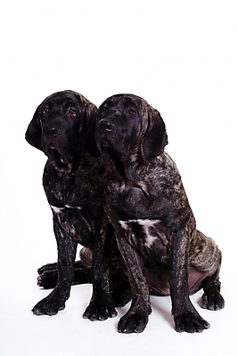 포토 JPG 스튜디오촬영 동물 척추동물 육지동물 반려견 두마리 포유류 사람없음 반려동물 개 강아지 브라질리안가드도그 맹견 반려 힐라 국내포토 2 실내 파일형식