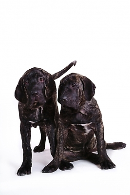 포토 JPG 스튜디오촬영 동물 척추동물 육지동물 반려견 두마리 포유류 사람없음 반려동물 개 강아지 브라질리안가드도그 맹견 반려 힐라 국내포토 2 실내 파일형식