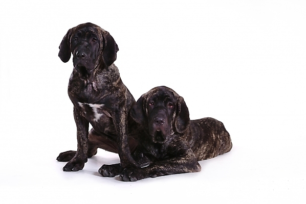 포토 JPG 스튜디오촬영 동물 척추동물 육지동물 반려견 두마리 포유류 사람없음 반려동물 개 강아지 브라질리안가드도그 맹견 반려 힐라 국내포토 2 실내 파일형식