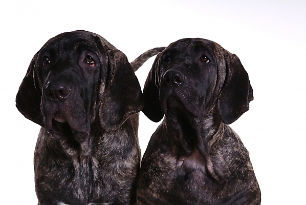 포토 JPG 스튜디오촬영 동물 척추동물 육지동물 반려견 두마리 포유류 사람없음 반려동물 개 강아지 브라질리안가드도그 맹견 반려 힐라 국내포토 2 실내 파일형식