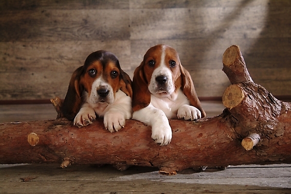 포토 JPG 나무 식물 동물 척추동물 육지동물 반려견 두마리 포유류 실내 사람없음 반려동물 개 강아지 사냥개 하운드 바셋하운드 반려 국내포토 2 내부 파일형식