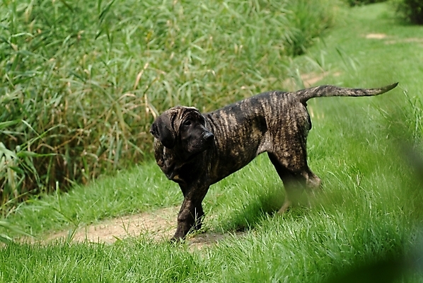 포토 JPG 주간 식물 동물 척추동물 한마리 육지동물 반려견 포유류 잔디 초원 사람없음 야외 반려동물 풀 개 강아지 브라질리안가드도그 맹견 반려 힐라 국내포토 자연요소 1 파일형식