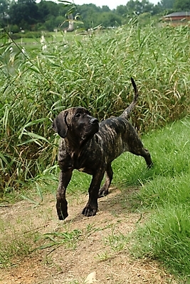 포토 JPG 주간 식물 동물 척추동물 한마리 육지동물 반려견 포유류 잔디 초원 사람없음 야외 반려동물 풀 개 강아지 브라질리안가드도그 맹견 반려 힐라 국내포토 자연요소 1 파일형식