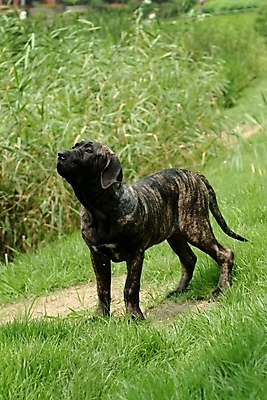 포토 JPG 주간 나무 식물 동물 척추동물 한마리 육지동물 반려견 포유류 잔디 사람없음 야외 반려동물 개 강아지 브라질리안가드도그 맹견 반려 힐라 국내포토 자연요소 1 파일형식