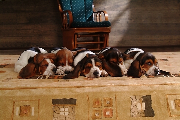 포토 JPG 동물 척추동물 육지동물 반려견 가구 의자 여러마리 포유류 실내 세마리 사람없음 반려동물 인테리어 카펫 잠 개 강아지 사냥개 하운드 바셋하운드 반려 국내포토 디자인 생활용품 다수 3 내부 파일형식