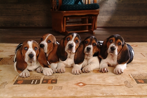 포토 JPG 동물 척추동물 육지동물 반려견 가구 여러마리 포유류 실내 사람없음 반려동물 인테리어 카펫 개 강아지 사냥개 하운드 바셋하운드 반려 국내포토 디자인 생활용품 다수 내부 파일형식