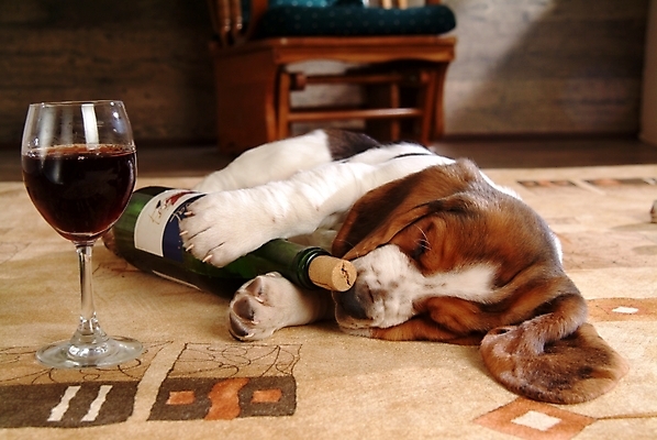 포토 JPG 동물 척추동물 한마리 육지동물 반려견 가구 와인잔 포유류 술병 잔 실내 사람없음 반려동물 인테리어 와인 카펫 잠 개 강아지 사냥개 하운드 바셋하운드 반려 국내포토 1 식기 디자인 생활용품 술잔 병_용기 주류 내부 파일형식