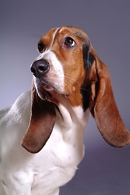 포토 JPG 스튜디오촬영 동물 척추동물 한마리 육지동물 반려견 포유류 사람없음 반려동물 개 강아지 사냥개 하운드 바셋하운드 반려 국내포토 1 실내 파일형식