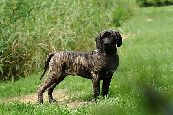 포토 JPG 주간 식물 동물 척추동물 한마리 육지동물 반려견 포유류 잔디 사람없음 야외 반려동물 개 강아지 브라질리안가드도그 맹견 반려 힐라 국내포토 자연요소 1 파일형식
