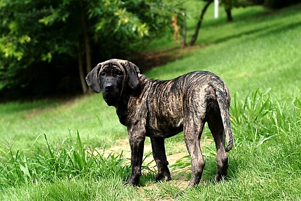 포토 JPG 주간 동물 척추동물 한마리 육지동물 반려견 포유류 사람없음 야외 반려동물 개 강아지 브라질리안가드도그 맹견 반려 힐라 국내포토 자연요소 1 파일형식