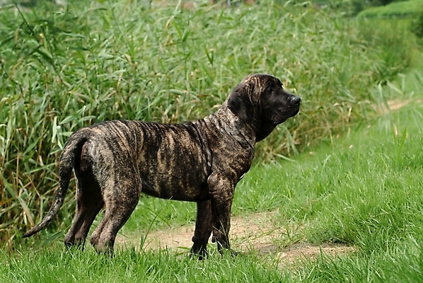 포토 JPG 주간 동물 척추동물 한마리 육지동물 반려견 포유류 사람없음 야외 반려동물 개 강아지 브라질리안가드도그 맹견 반려 힐라 국내포토 자연요소 1 파일형식