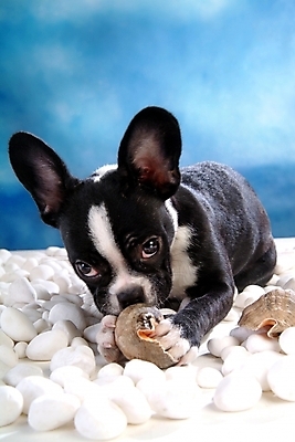 포토 JPG 동물 척추동물 한마리 육지동물 반려견 포유류 실내 사람없음 반려동물 돌_바위 조약돌 개 강아지 소라 테리어 소형견 반려 보스턴테리어 국내포토 1 어패류 내부 파일형식