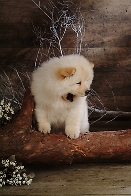 포토 JPG 나무 식물 동물 척추동물 한마리 육지동물 꽃 반려견 포유류 실내 사람없음 반려동물 나뭇가지 개 강아지 차우차우 반려 국내포토 1 내부 파일형식