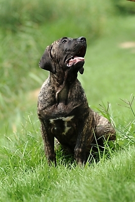 포토 JPG 주간 식물 동물 척추동물 한마리 육지동물 반려견 포유류 잔디 사람없음 야외 반려동물 개 강아지 브라질리안가드도그 맹견 반려 힐라 국내포토 자연요소 1 파일형식