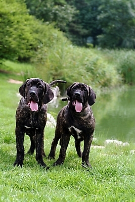 포토 JPG 주간 나무 식물 동물 척추동물 육지동물 반려견 두마리 포유류 잔디 사람없음 야외 물 반려동물 연못 개 강아지 브라질리안가드도그 맹견 반려 힐라 국내포토 자연요소 2 파일형식