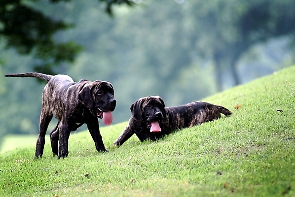 포토 JPG 주간 동물 척추동물 육지동물 반려견 두마리 포유류 사람없음 야외 반려동물 개 강아지 브라질리안가드도그 맹견 반려 힐라 국내포토 자연요소 2 파일형식