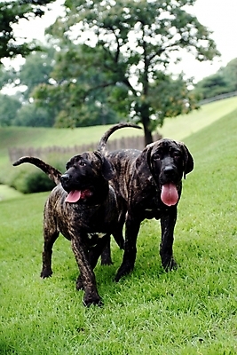 포토 JPG 주간 동물 척추동물 육지동물 반려견 두마리 포유류 사람없음 야외 반려동물 개 강아지 브라질리안가드도그 맹견 반려 힐라 국내포토 자연요소 2 파일형식