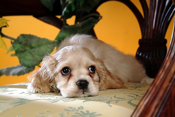 포토 JPG 식물 동물 척추동물 한마리 육지동물 꽃 반려견 의자 포유류 해바라기 실내 사람없음 반려동물 코커스패니얼 스패니얼 개 아메리칸코커스패니얼 반려 국내포토 1 가구 내부 파일형식