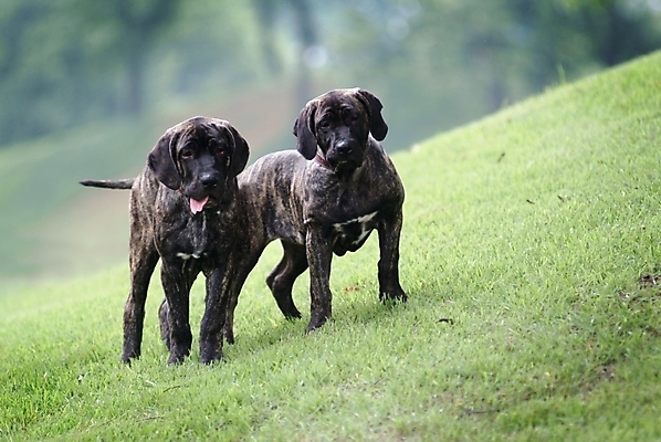 포토 JPG 주간 나무 식물 동물 척추동물 육지동물 반려견 두마리 포유류 잔디 사람없음 야외 반려동물 개 강아지 브라질리안가드도그 맹견 반려 힐라 국내포토 자연요소 2 파일형식