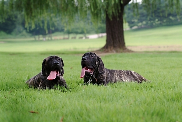 포토 JPG 주간 나무 식물 동물 척추동물 육지동물 반려견 두마리 포유류 잔디 사람없음 야외 반려동물 개 강아지 브라질리안가드도그 맹견 반려 힐라 국내포토 자연요소 2 파일형식