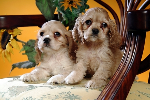 포토 JPG 식물 동물 척추동물 육지동물 꽃 반려견 가구 두마리 의자 포유류 해바라기 실내 사람없음 반려동물 인테리어 코커스패니얼 스패니얼 개 아메리칸코커스패니얼 반려 국내포토 디자인 생활용품 2 내부 파일형식