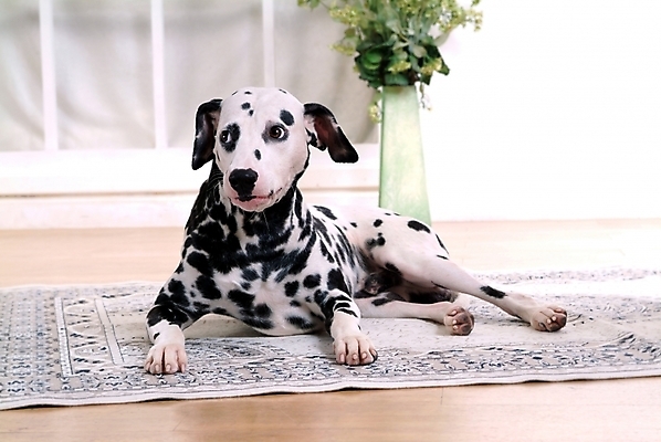 포토 JPG 식물 동물 척추동물 한마리 육지동물 반려견 창문 포유류 실내 사람없음 반려동물 인테리어 꽃병 카펫 개 강아지 달마시안 반려 국내포토 1 디자인 꽃 내부 파일형식