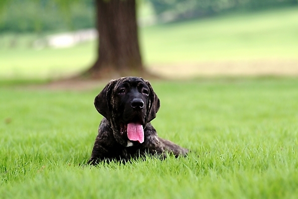 포토 JPG 주간 나무 식물 동물 척추동물 한마리 육지동물 반려견 포유류 잔디 사람없음 야외 반려동물 개 강아지 브라질리안가드도그 맹견 반려 힐라 국내포토 자연요소 1 파일형식