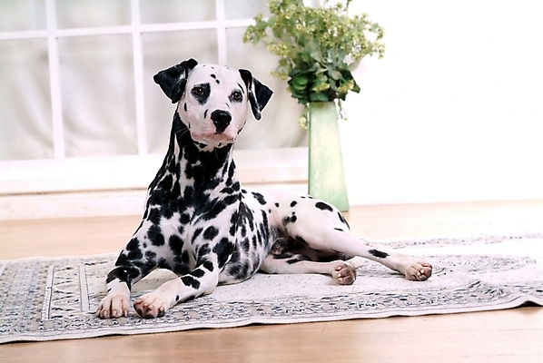 포토 JPG 식물 동물 척추동물 한마리 육지동물 반려견 창문 포유류 실내 사람없음 반려동물 인테리어 꽃병 카펫 개 강아지 달마시안 반려 국내포토 1 디자인 꽃 내부 파일형식