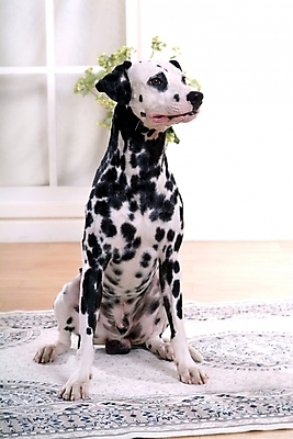포토 JPG 식물 동물 척추동물 한마리 육지동물 반려견 창문 포유류 실내 사람없음 반려동물 인테리어 꽃병 카펫 개 강아지 달마시안 반려 국내포토 1 디자인 꽃 내부 파일형식